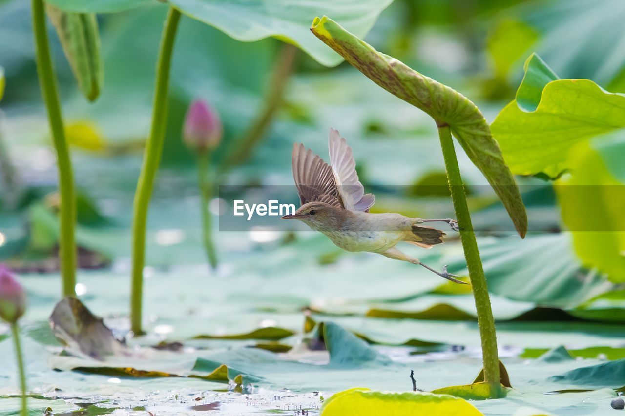 CLOSE-UP OF A BIRD FLYING OVER WATER