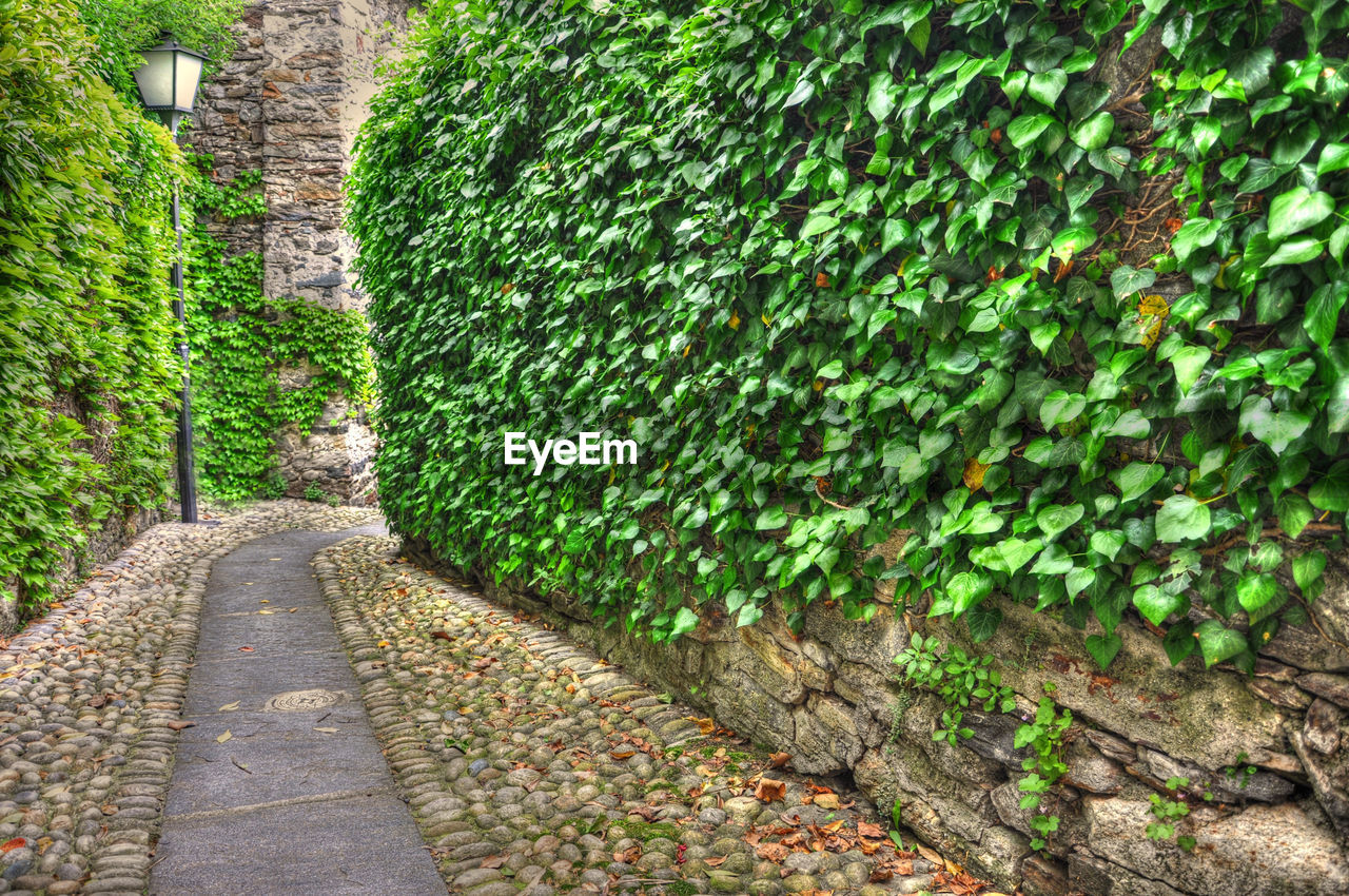 Close-up of ivy growing on wall by road