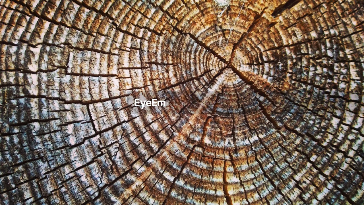 CLOSE-UP OF TREE STUMP