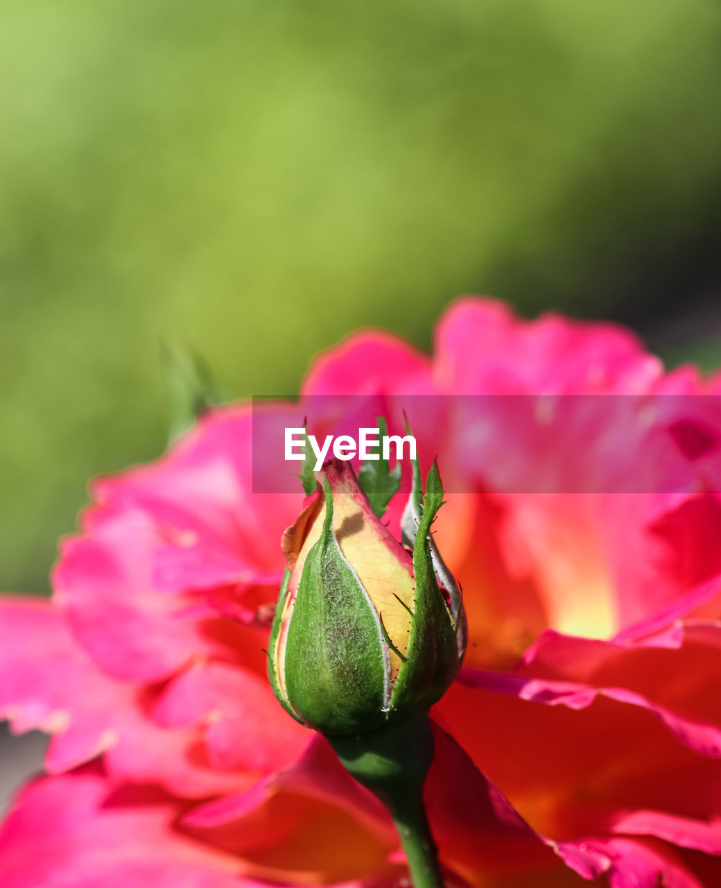 flower, flowering plant, plant, freshness, beauty in nature, petal, close-up, pink, nature, fragility, macro photography, flower head, blossom, inflorescence, rose, no people, garden roses, growth, springtime, focus on foreground, red, outdoors, selective focus, vibrant color, animal, macro, plant part, summer, green, animal wildlife, leaf, animal themes, botany, environment, insect, day