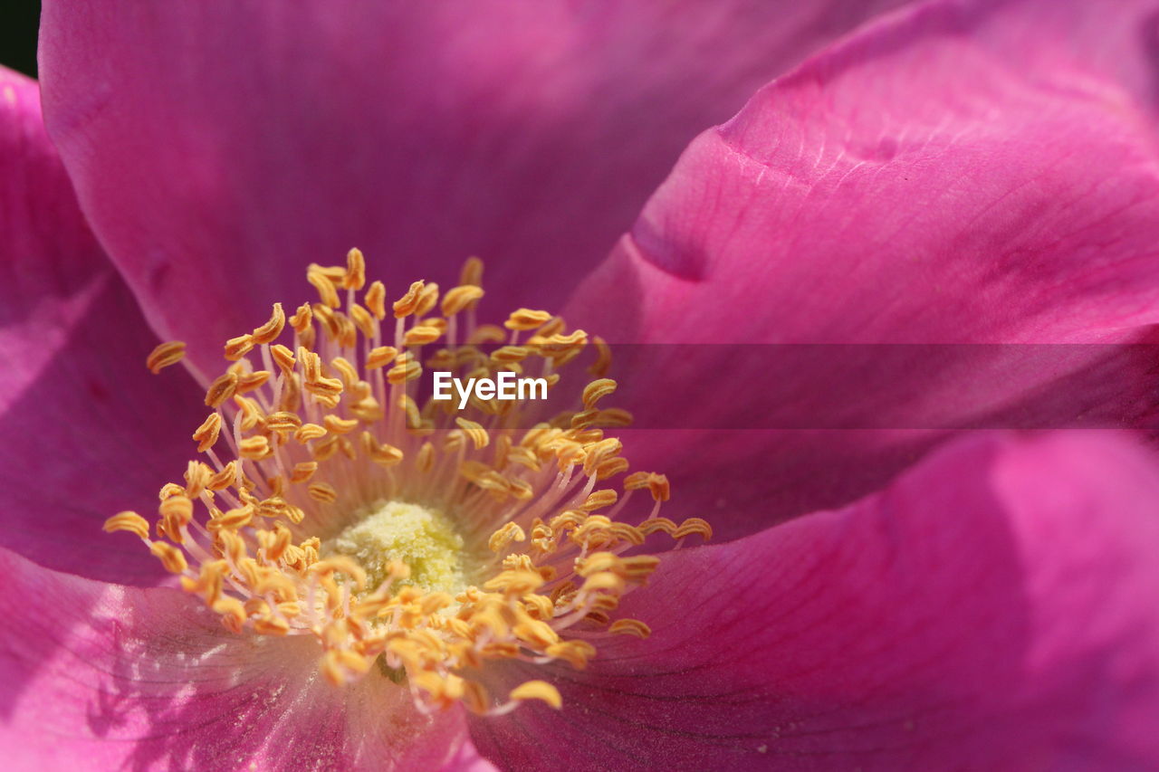 Close-up of fresh pink flower blooming outdoors