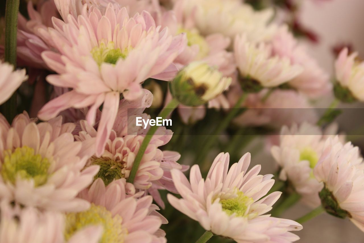 Close-up of pink chrysanthemums