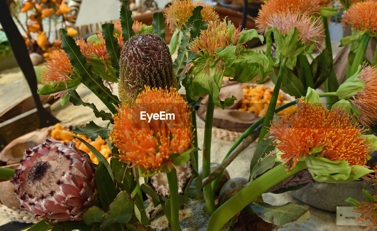 Close-up of flowers blooming outdoors