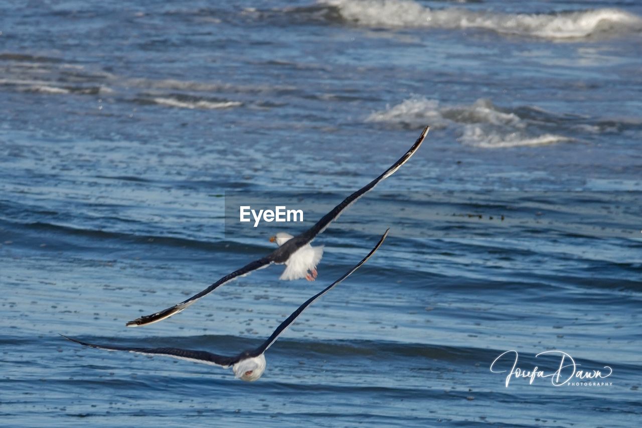 BIRD FLYING OVER A SEA