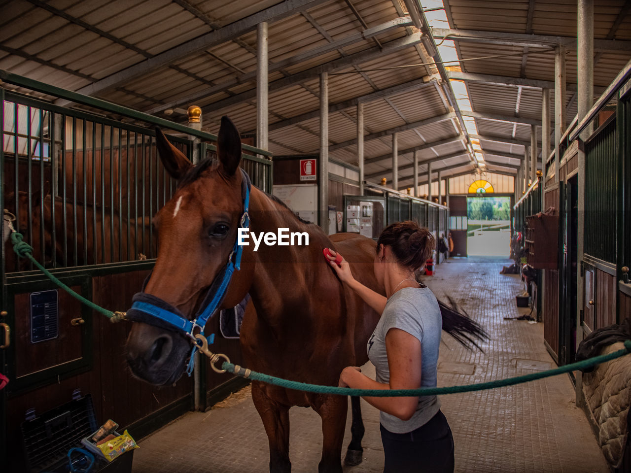 Horse in stable with groom