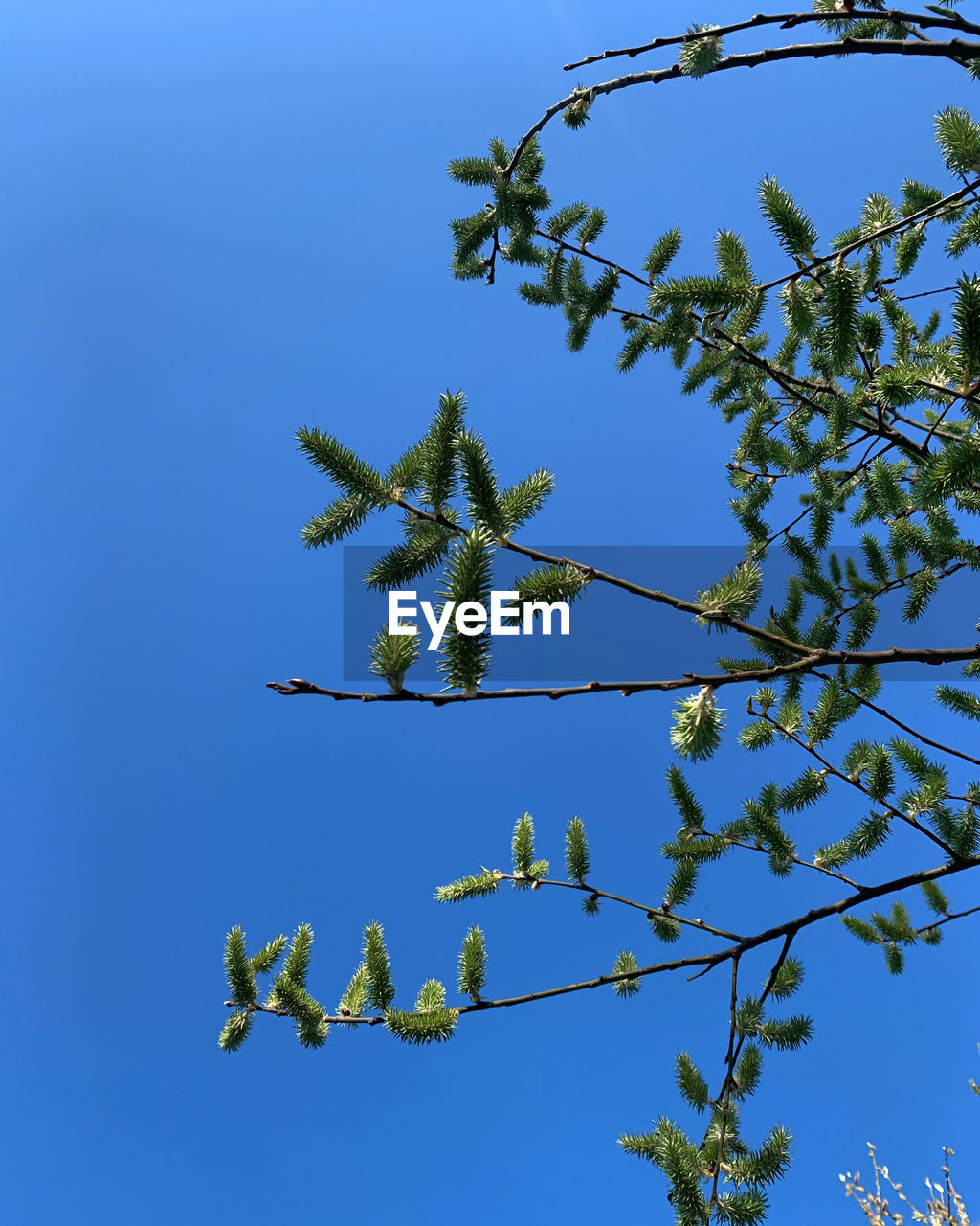 plant, tree, branch, blue, sky, nature, clear sky, no people, flower, low angle view, growth, day, beauty in nature, leaf, outdoors, plant part, sunny, green