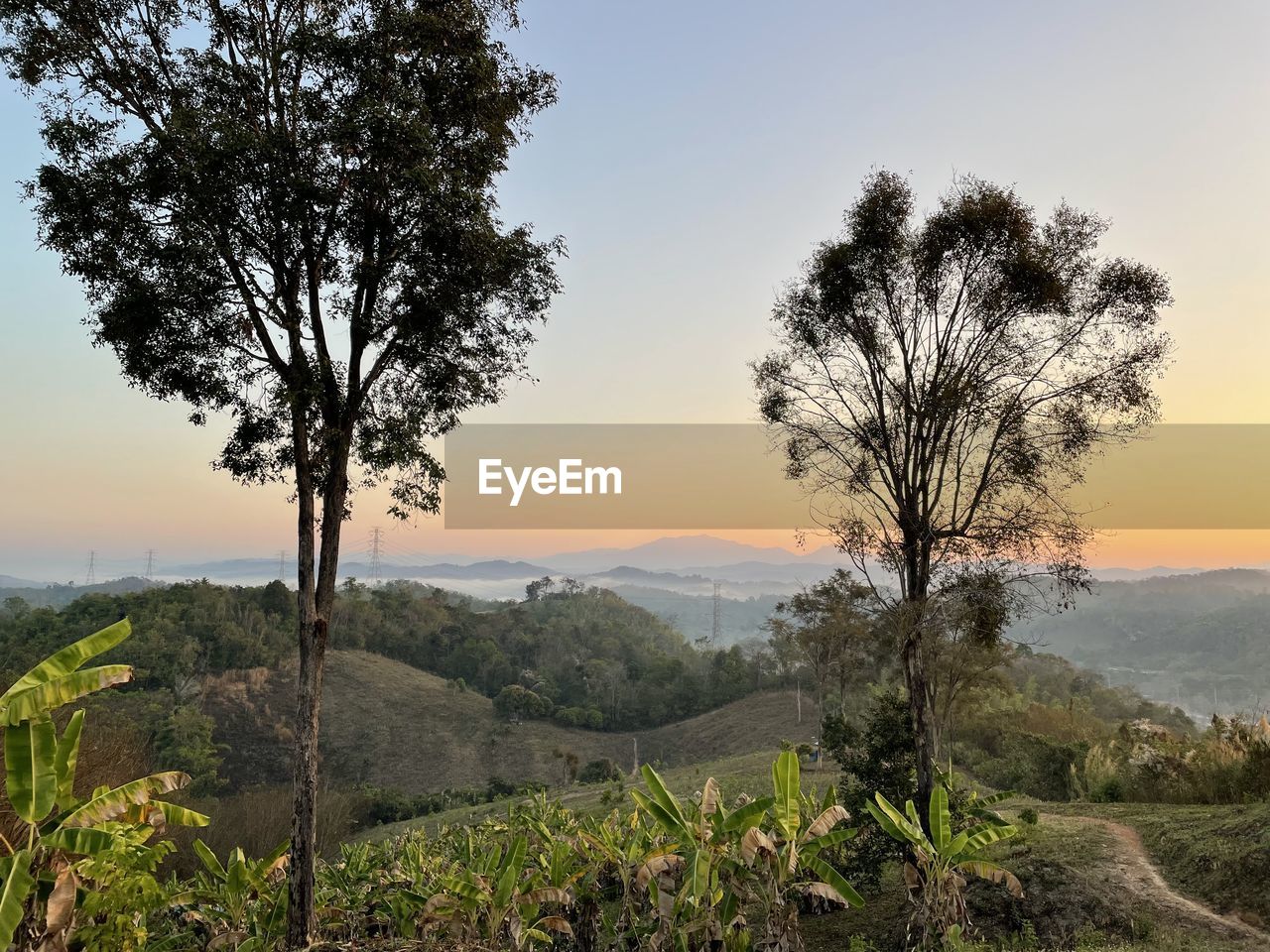 tree, plant, landscape, environment, nature, sky, scenics - nature, land, sunset, beauty in nature, hill, wilderness, tranquility, rural scene, rural area, natural environment, field, no people, sun, tranquil scene, outdoors, travel, travel destinations, savanna, non-urban scene, twilight, agriculture, cloud, mountain range, forest, growth, horizon, vegetation, tourism, sunlight, valley, grass, idyllic, horizon over land, fog, dawn
