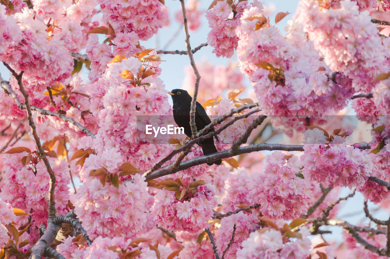 Blackbird perching on cherry blossom