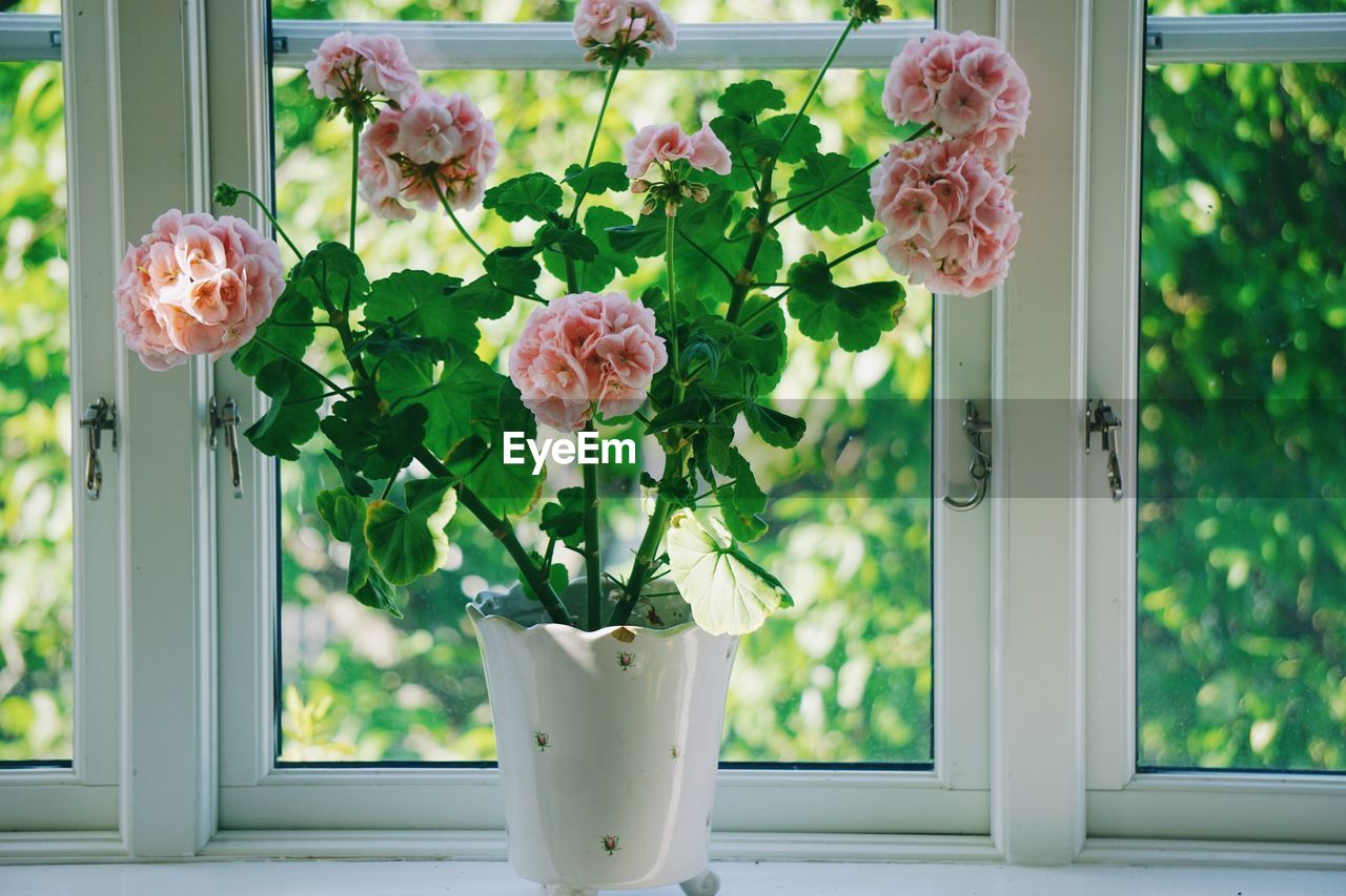 Close up of flowers in window sill