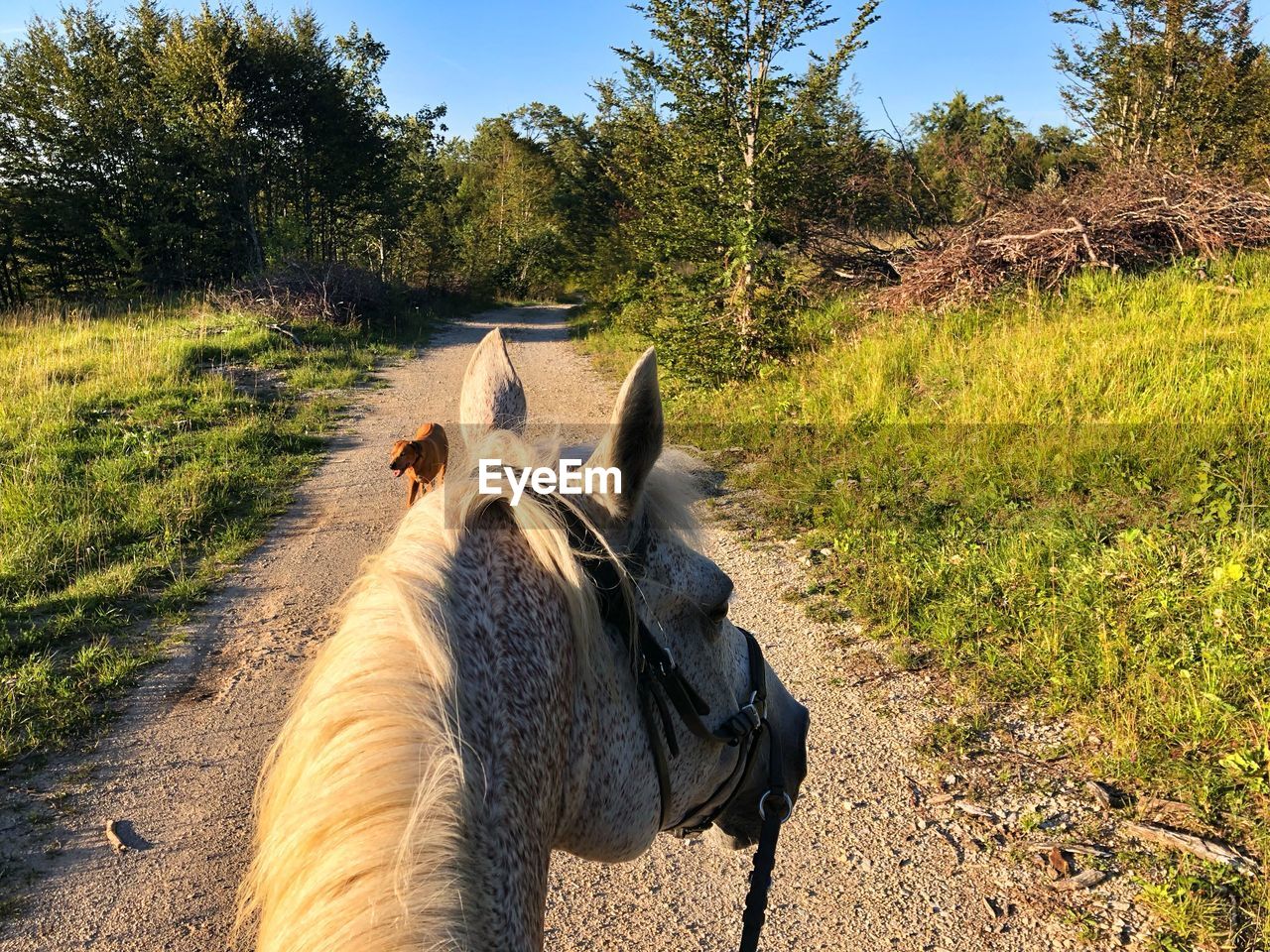 VIEW OF A HORSE ON THE FIELD