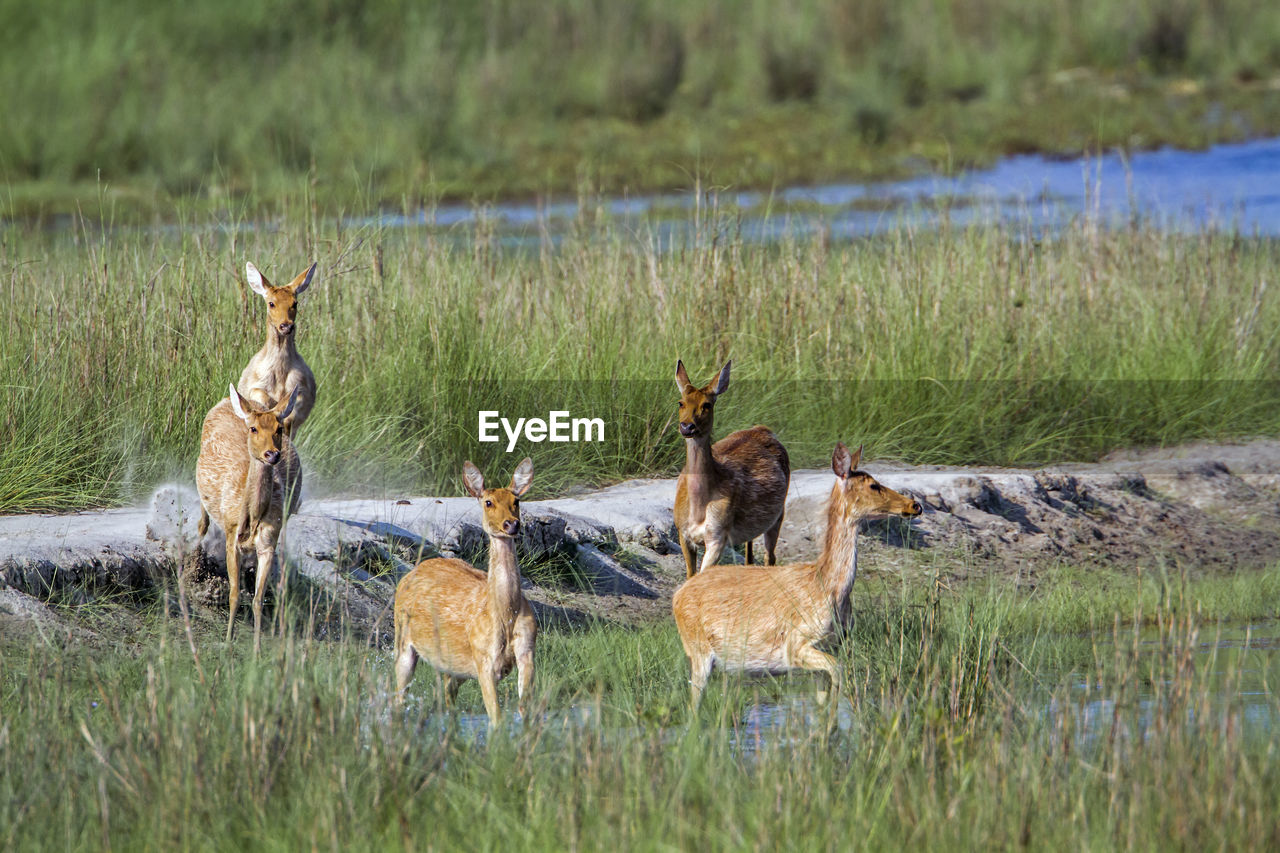 DEER IN A FIELD