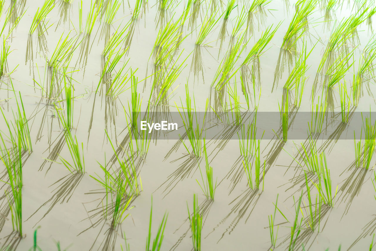 Close-up of grass growing in field