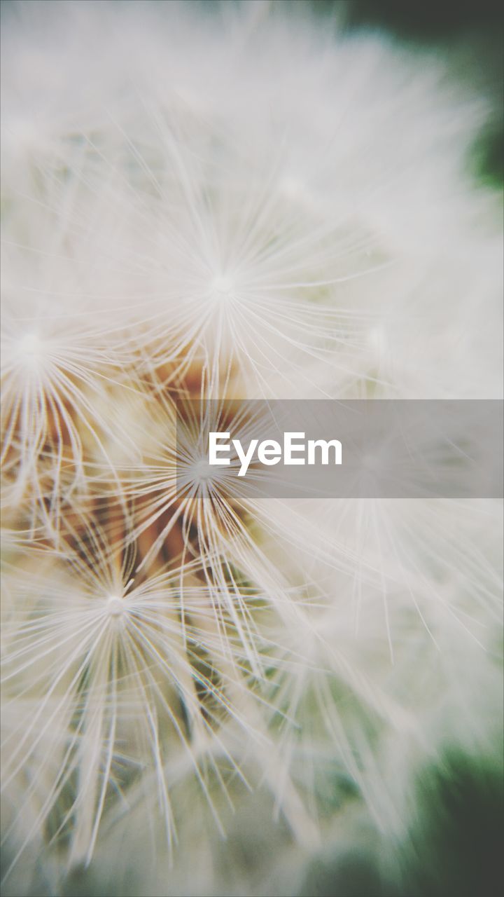 Detail shot of dandelion flower