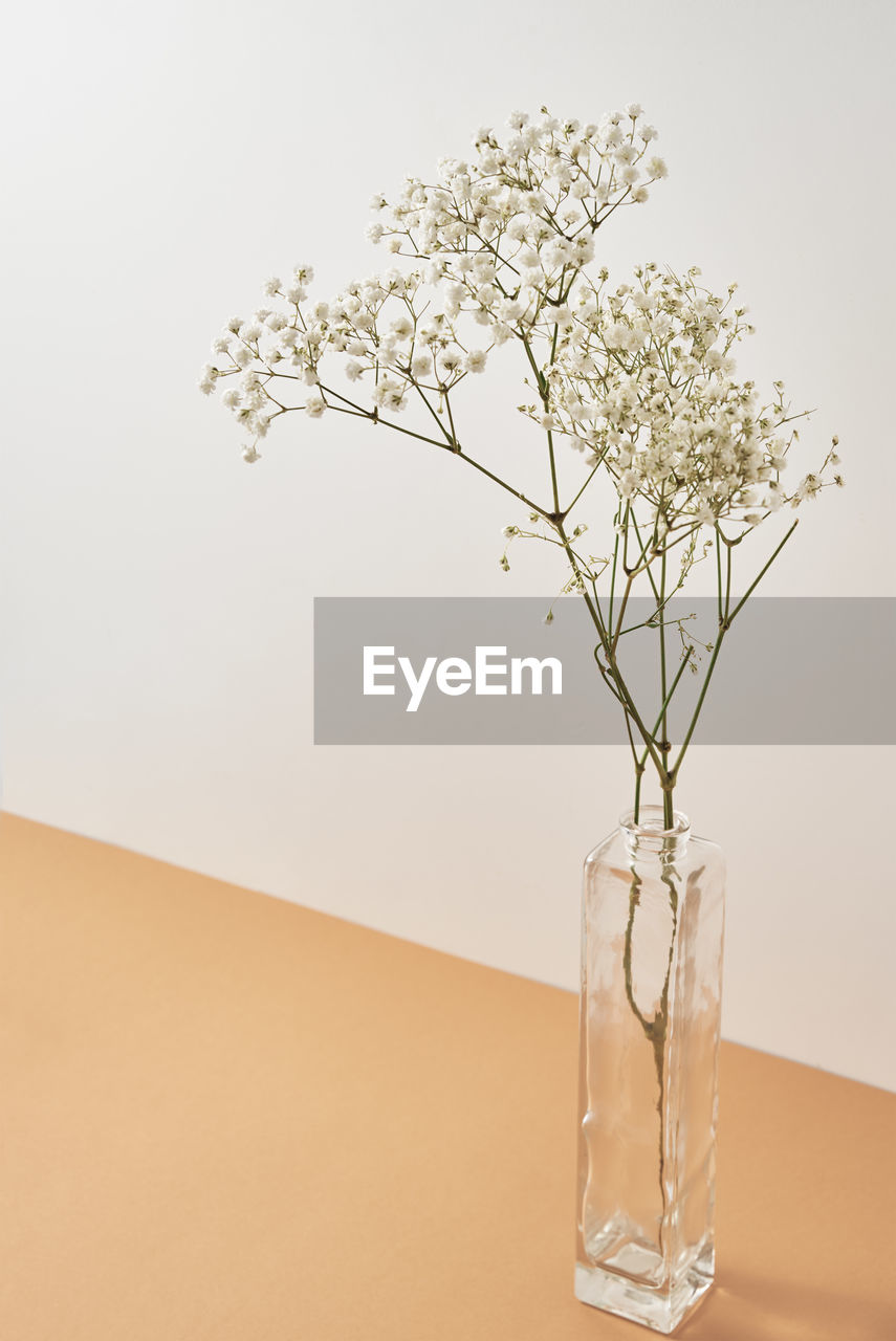 Plant in glass vase on pastel beige background. minimal style decor