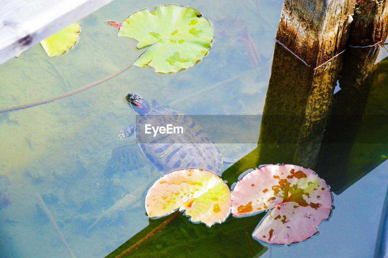 High angle view of turtle swimming in lake