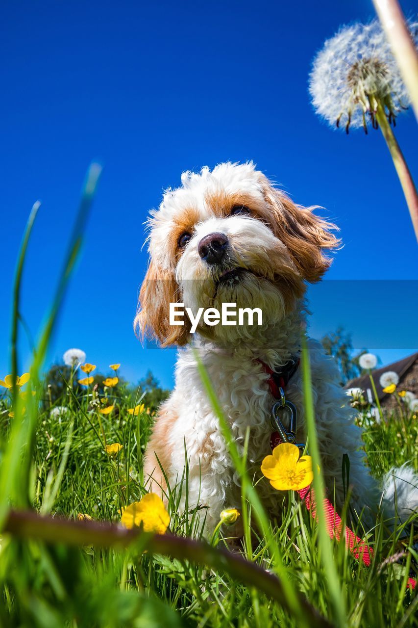 Dog on land against blue sky