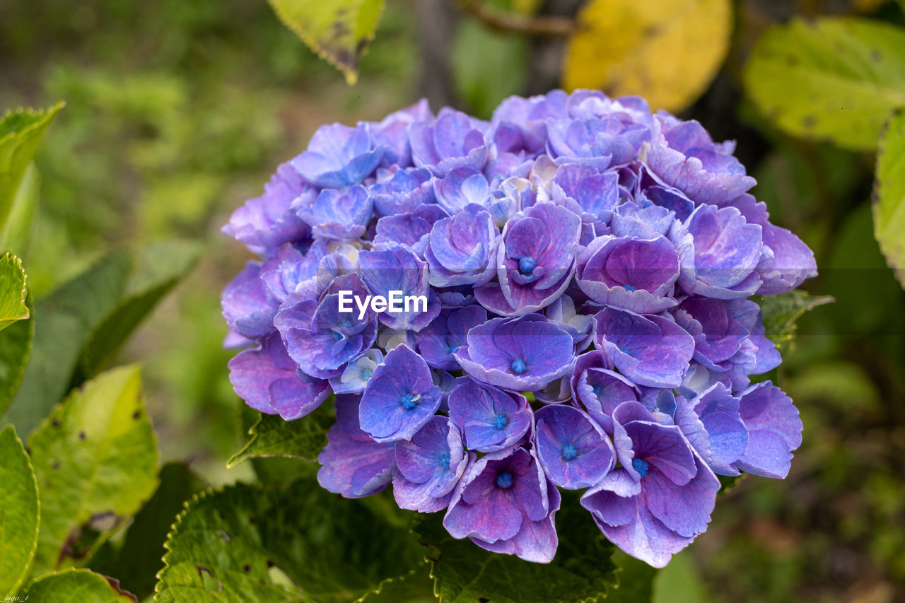 flower, plant, flowering plant, purple, beauty in nature, freshness, nature, close-up, growth, petal, inflorescence, hydrangea, leaf, plant part, flower head, fragility, outdoors, springtime, no people, blue, focus on foreground, day, garden, botany, summer, blossom, food and drink