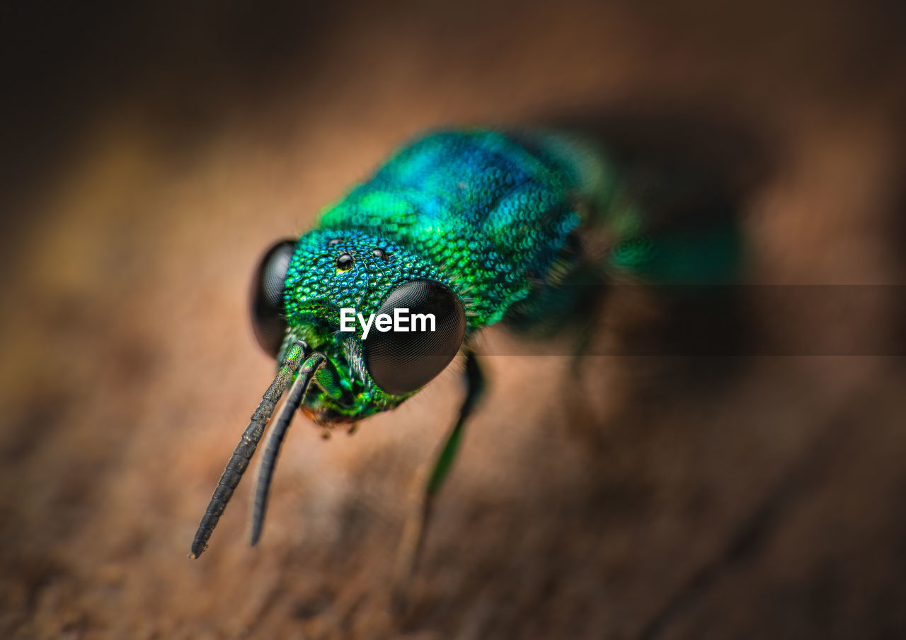 CLOSE-UP OF A FLY