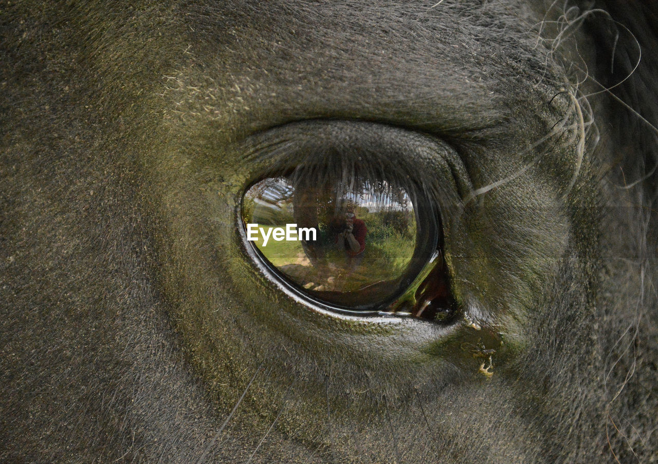 one animal, animal themes, animal body part, mammal, animal head, domestic animals, animal wildlife, animals in the wild, outdoors, day, close-up, no people, sensory perception, nature, elephant, pets, eyeball