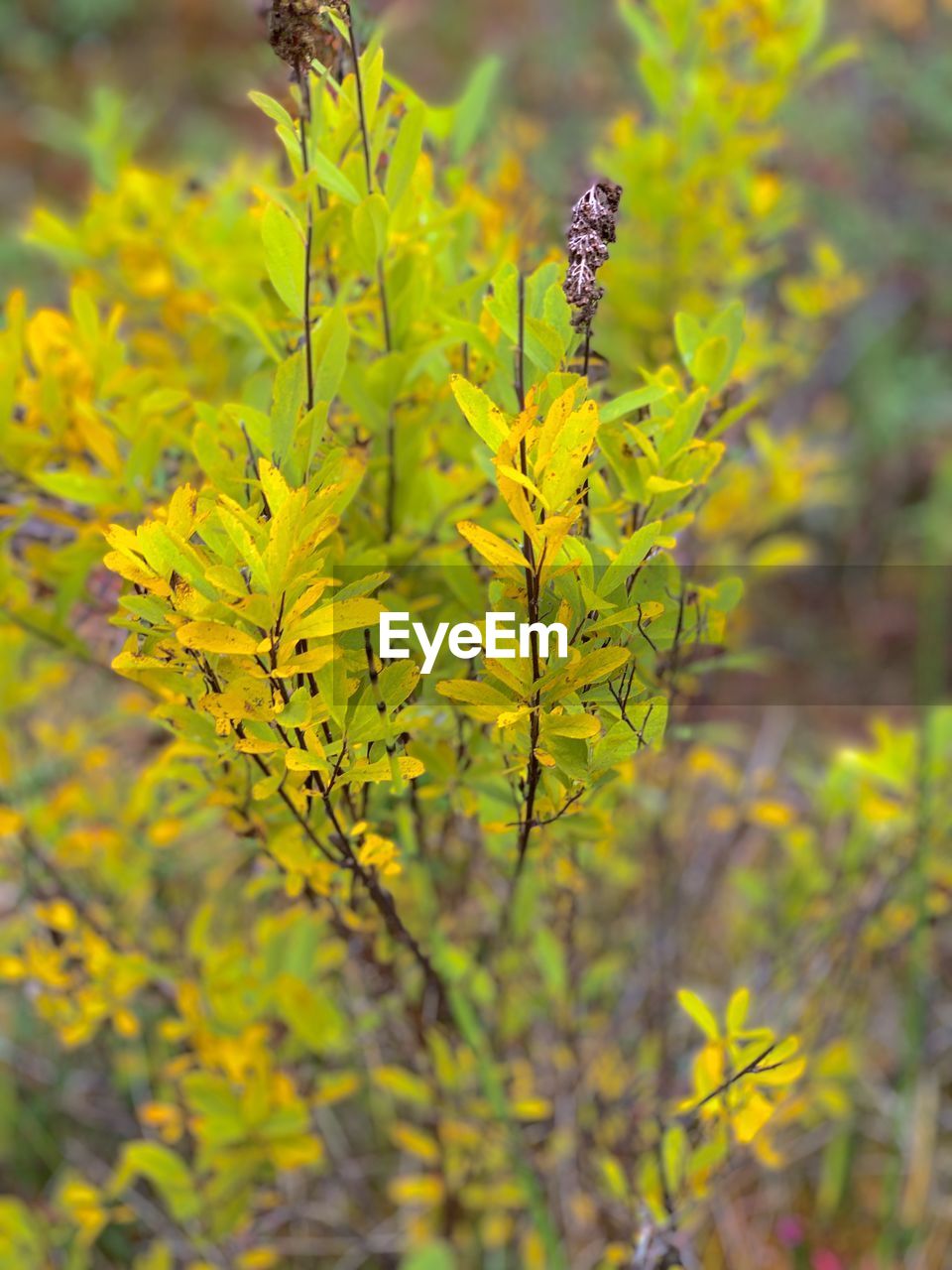 CLOSE-UP OF YELLOW FLOWER