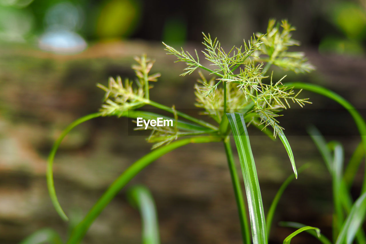 Close-up of plant growing on field