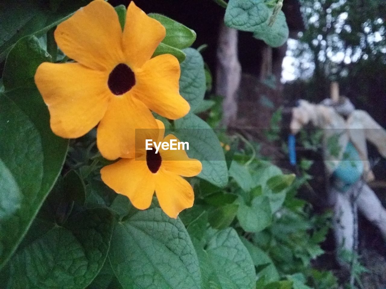 CLOSE-UP OF YELLOW FLOWER