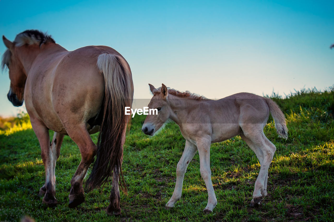 Horses walking on field against clear sky