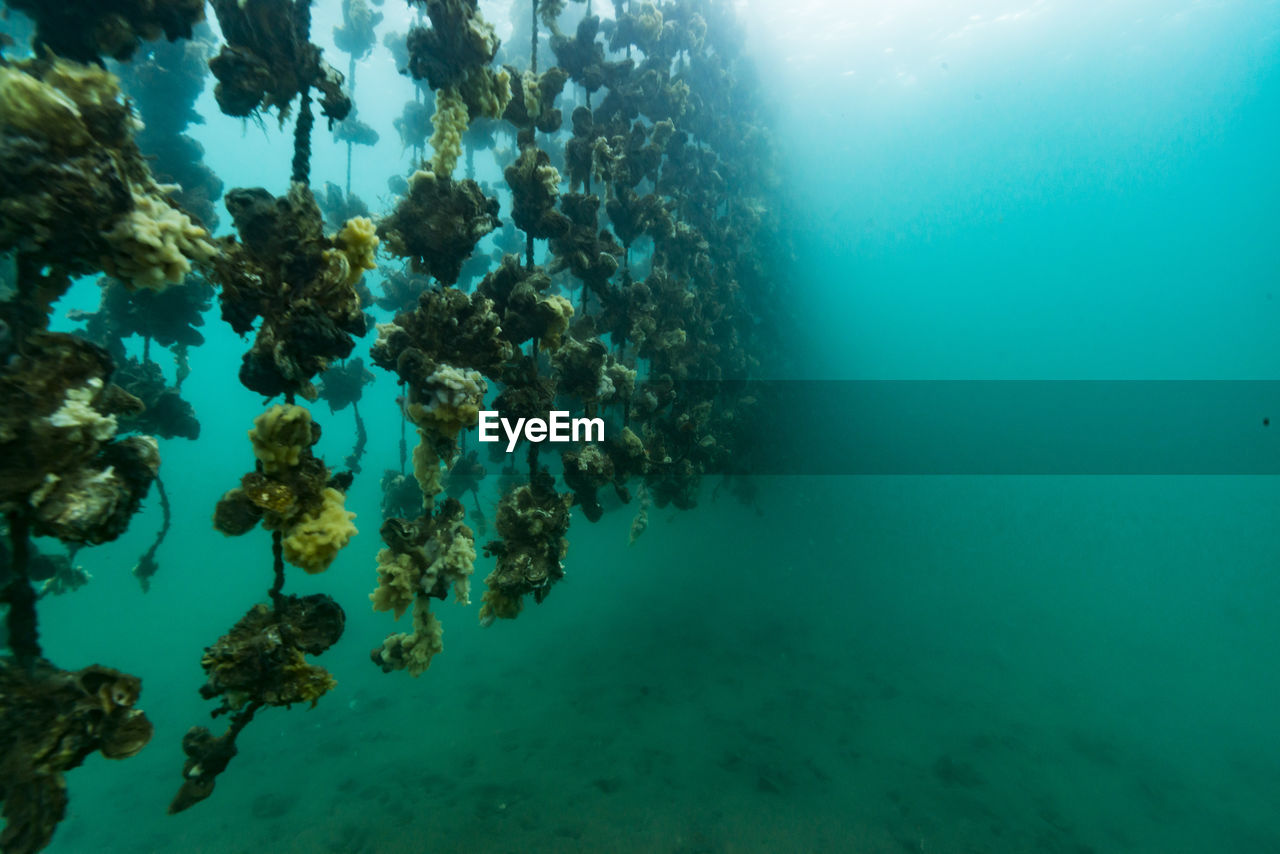 Oyster farm, ishikawa, notojima , japan