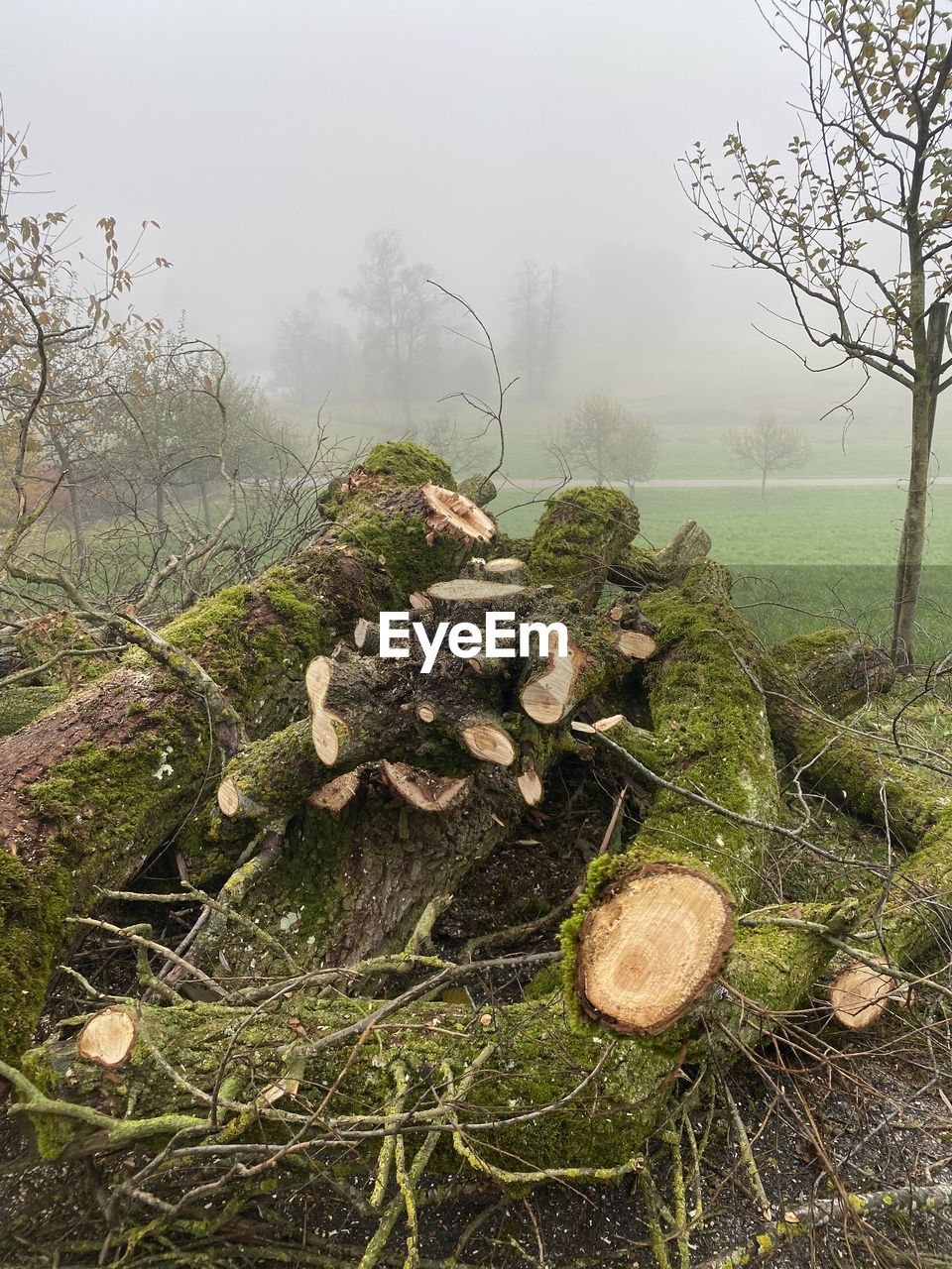 DEAD TREE ON FIELD