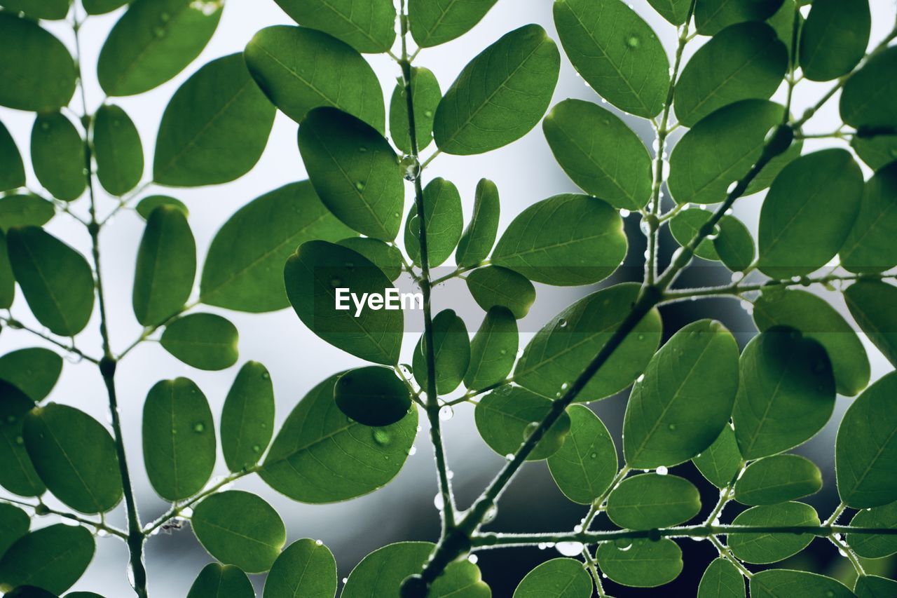 CLOSE-UP OF FRESH GREEN LEAVES