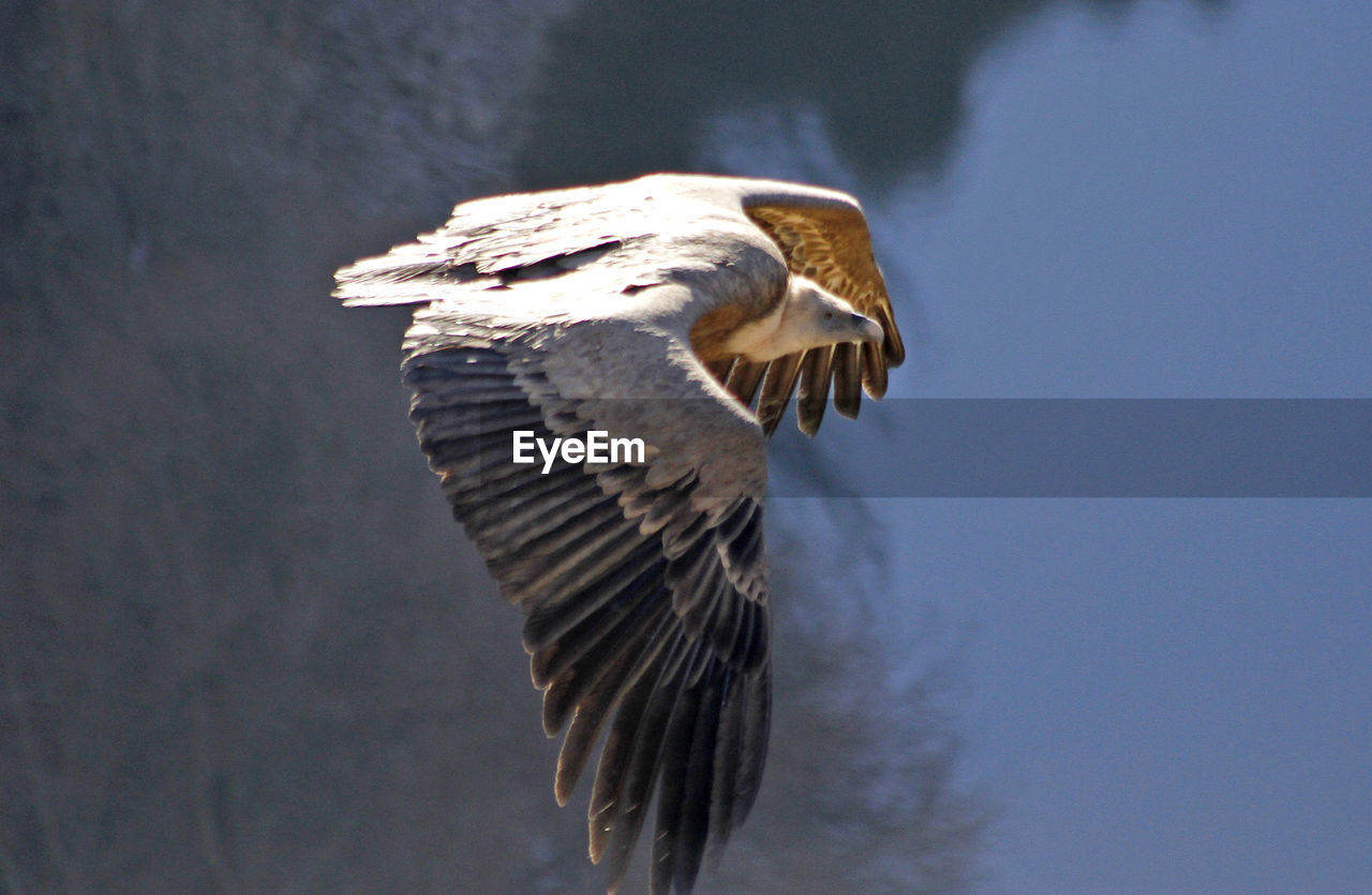 HIGH ANGLE VIEW OF EAGLE