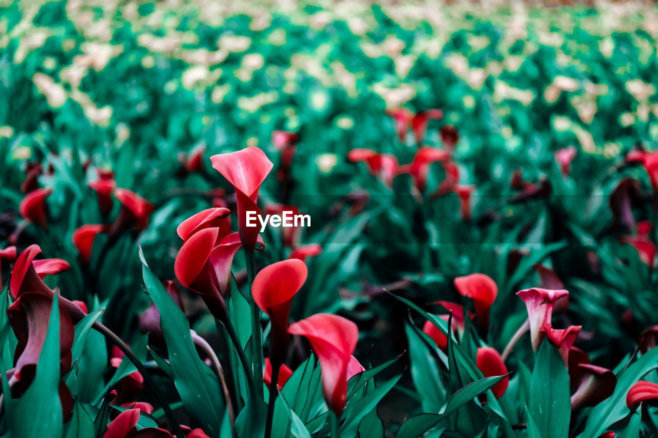 Close-up of red flowering plant