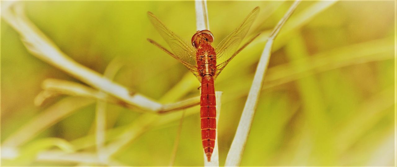 Close-up of insect on grass