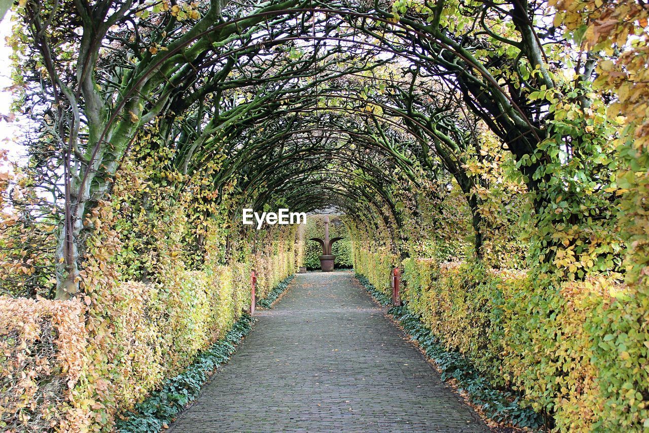 Walkway amidst trees