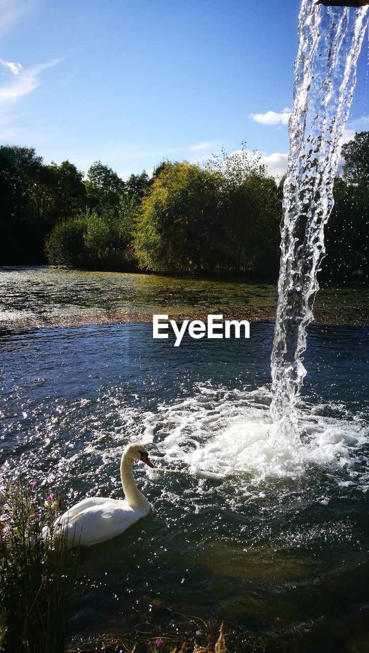 SWAN ON LAKE