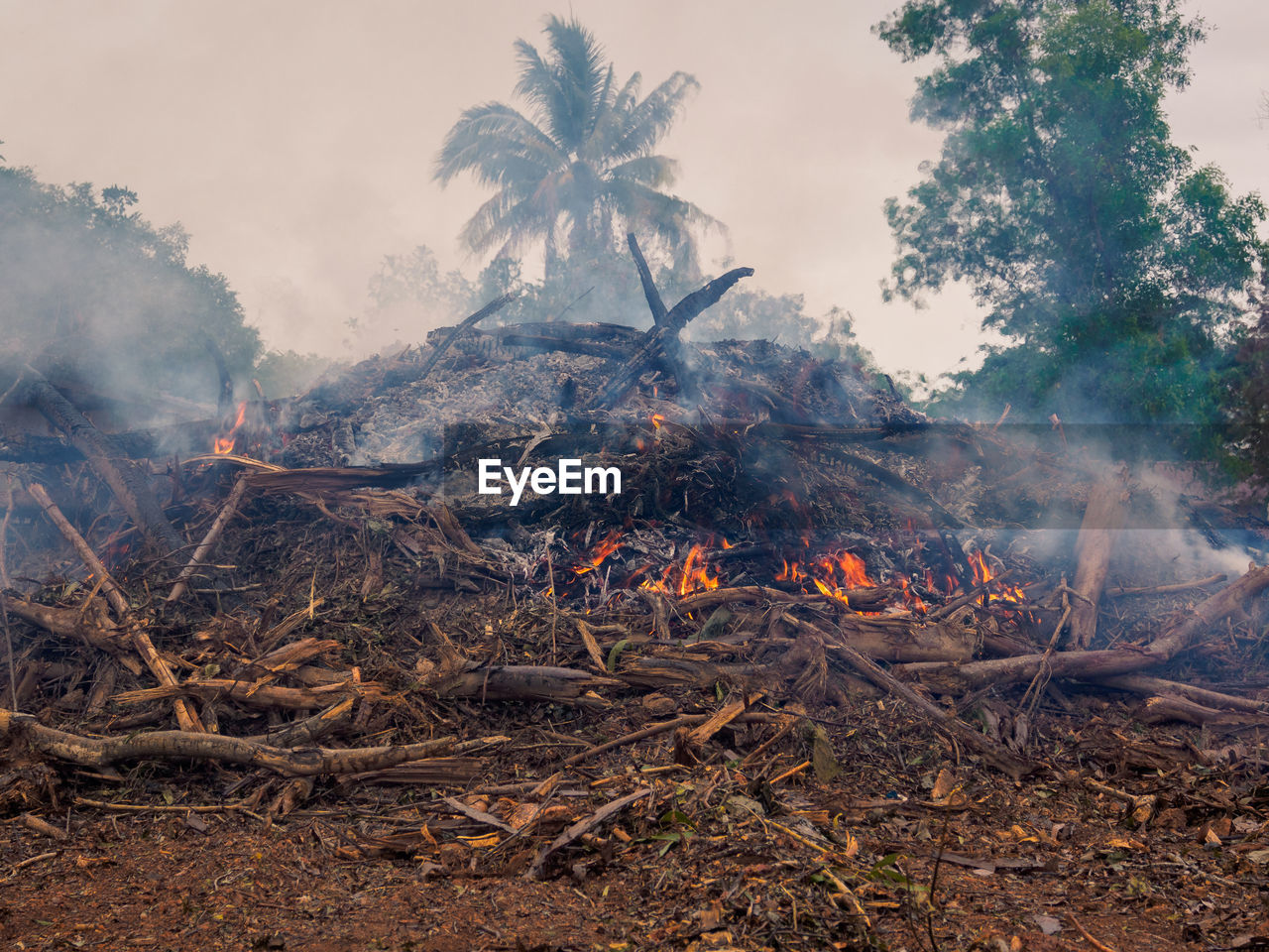 View of bonfire in forest