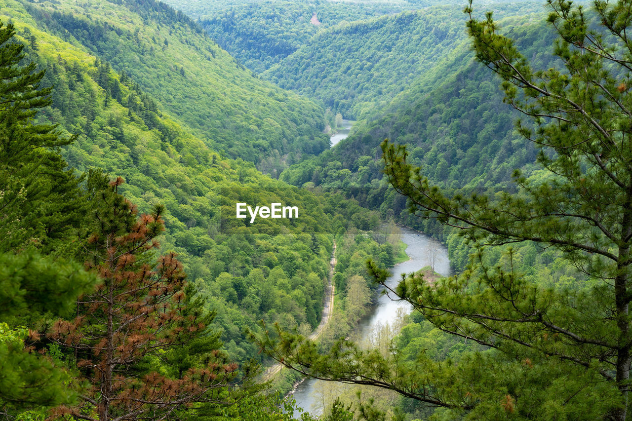 HIGH ANGLE VIEW OF PINE TREES ON MOUNTAIN