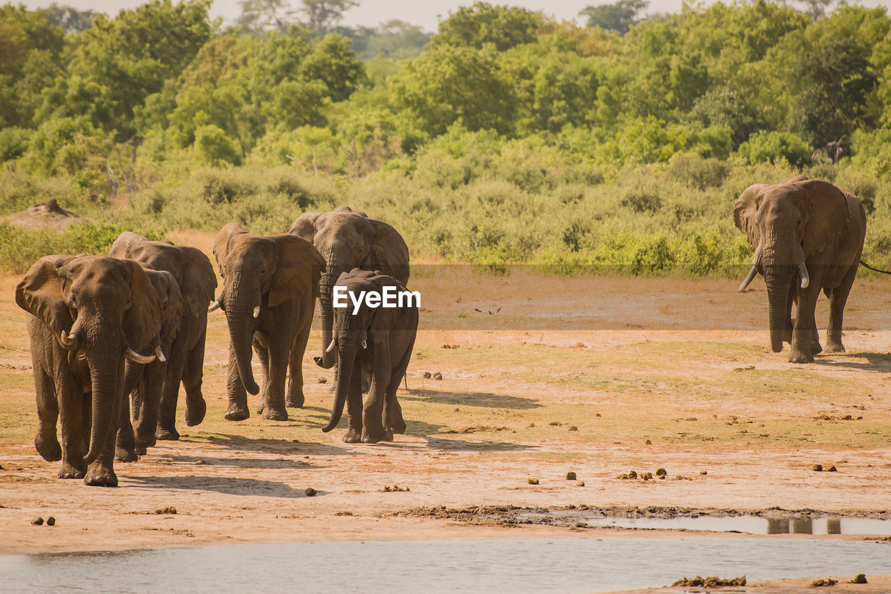 Elephants walking in lake at national park