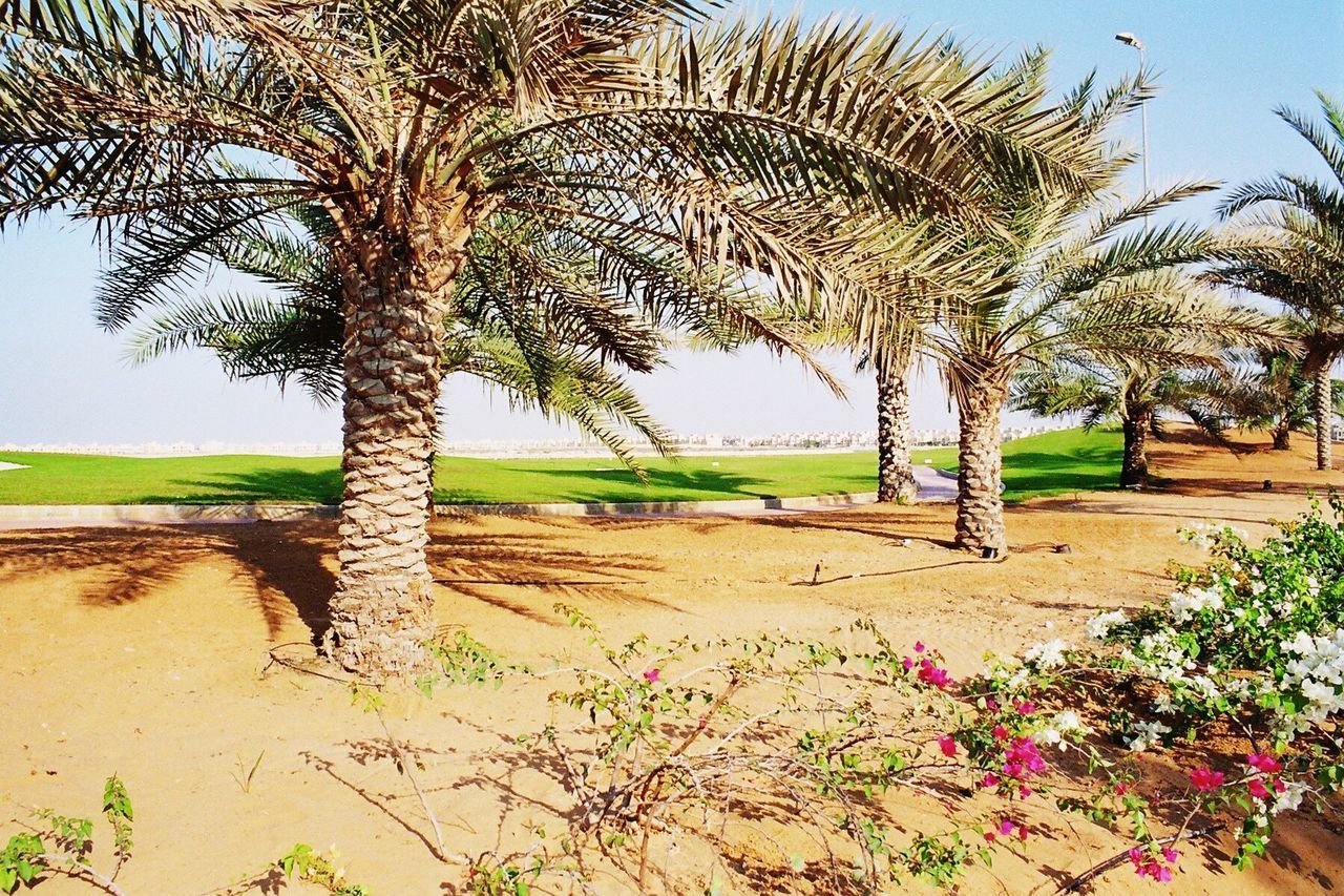 PALM TREES ON LANDSCAPE