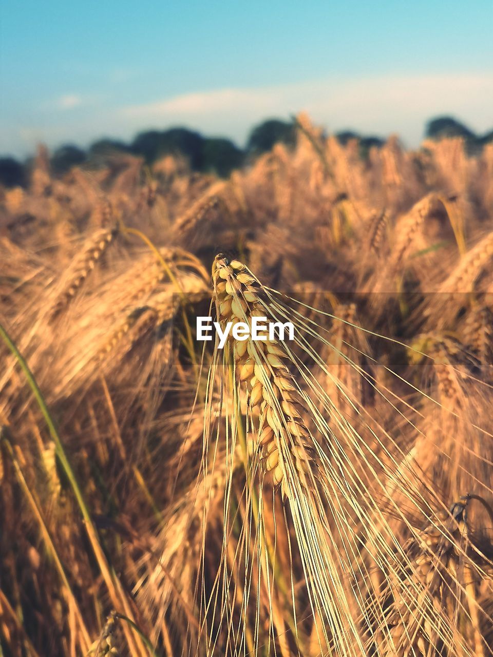 Close-up of corn in field