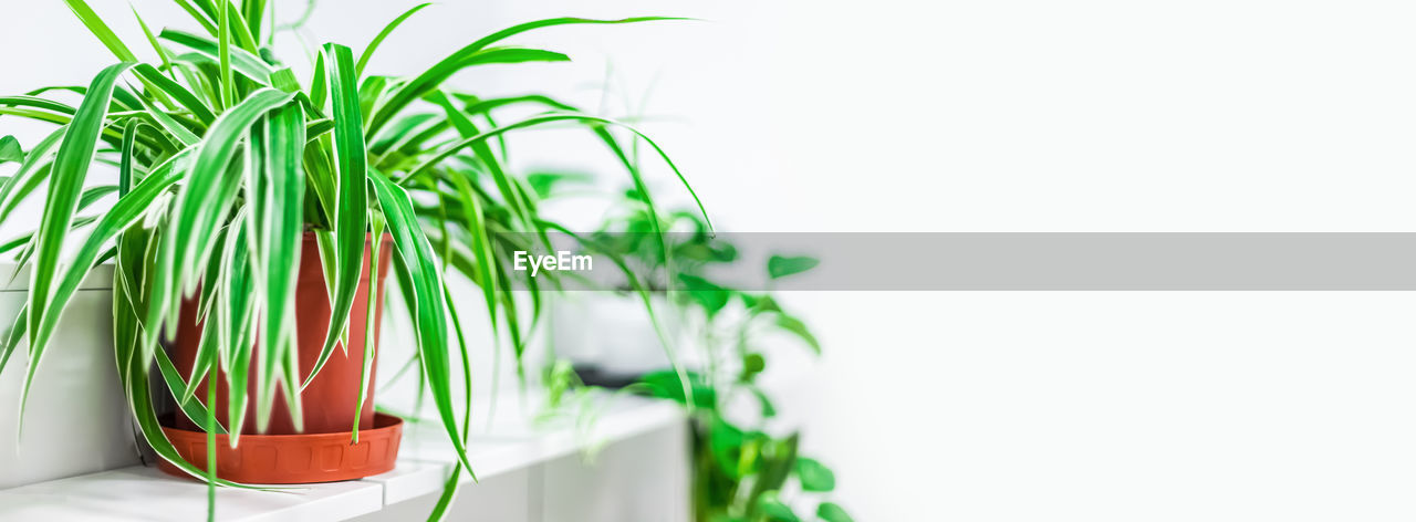 CLOSE-UP OF POTTED PLANT ON TABLE