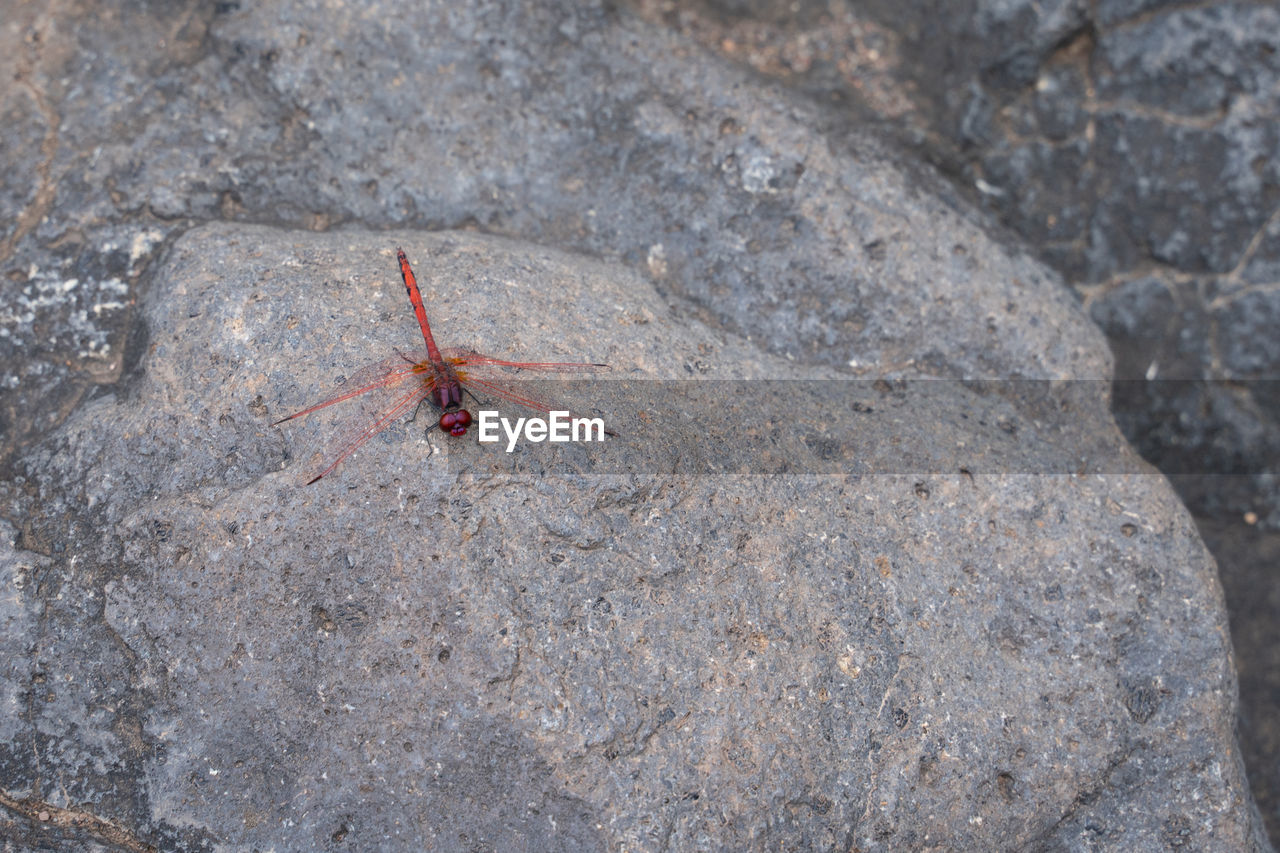 animal themes, wildlife, animal wildlife, animal, one animal, soil, insect, high angle view, no people, day, nature, leaf, outdoors, rock, close-up, land, sand, zoology, macro photography