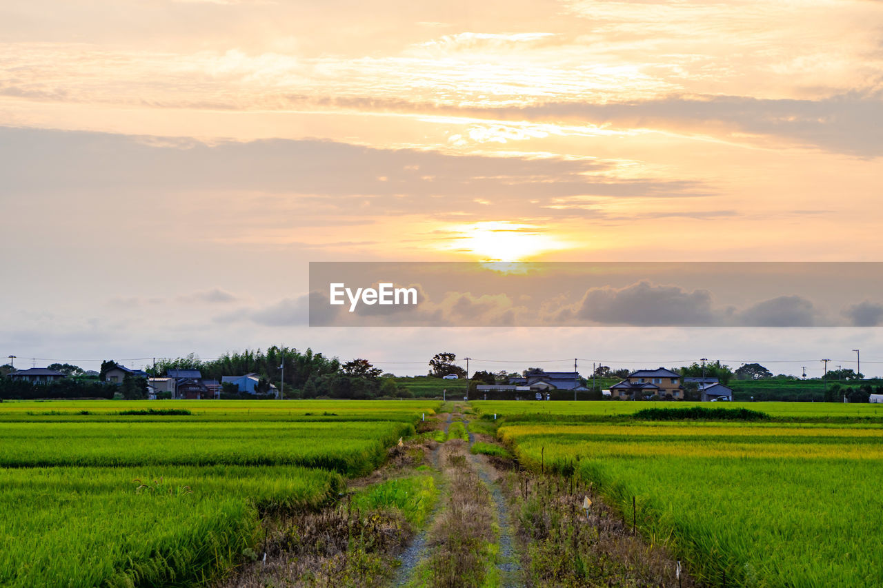 Sunset over rice fields and a straight road in the countryside