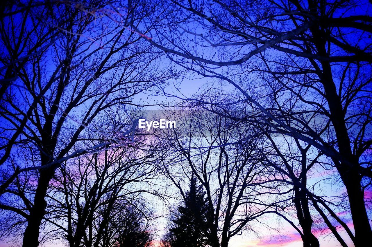 Silhouettes of bare trees against moody sky