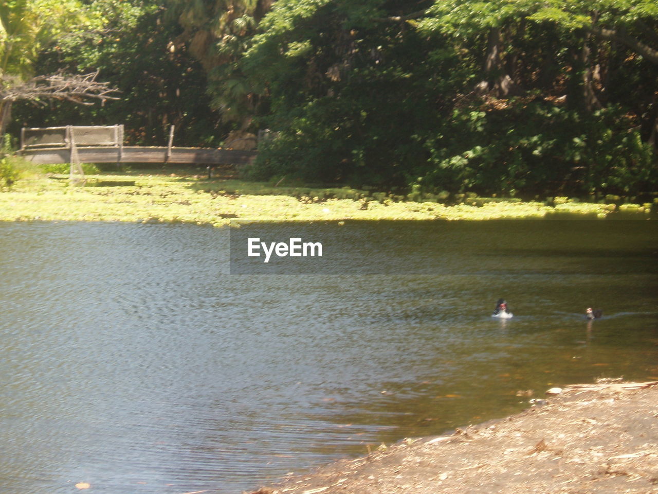 SWAN SWIMMING ON LAKE