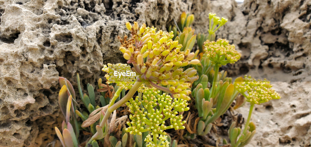 Close-up of yellow flowering plant