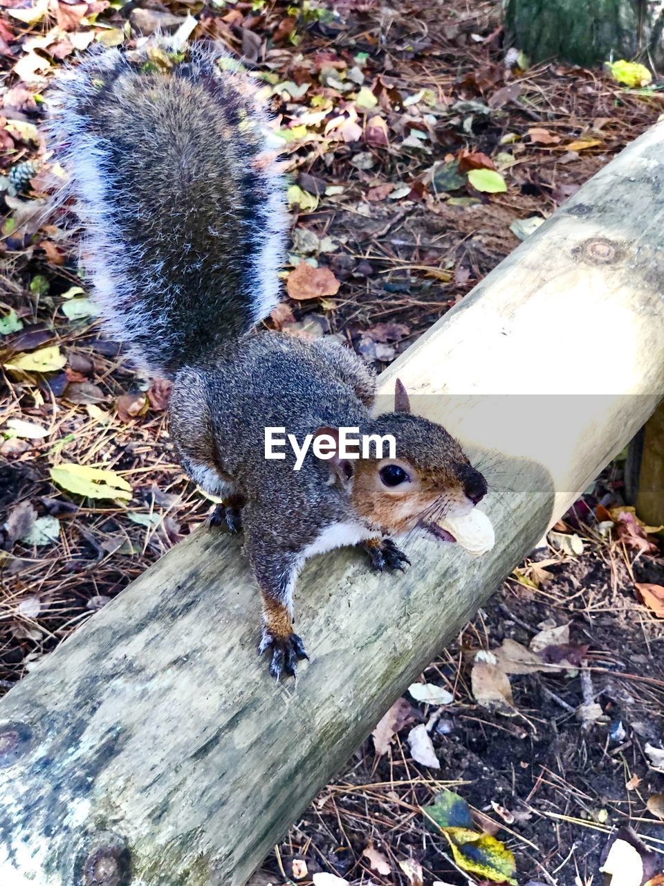 HIGH ANGLE VIEW OF SQUIRREL ON TREE TRUNK