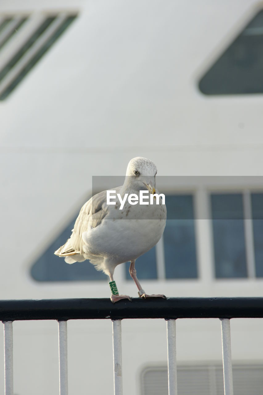 bird, animal themes, animal, animal wildlife, wildlife, one animal, white, gull, perching, railing, seagull, focus on foreground, day, seabird, no people, european herring gull, dove - bird, nature, architecture, wing, outdoors, built structure, beak, blue