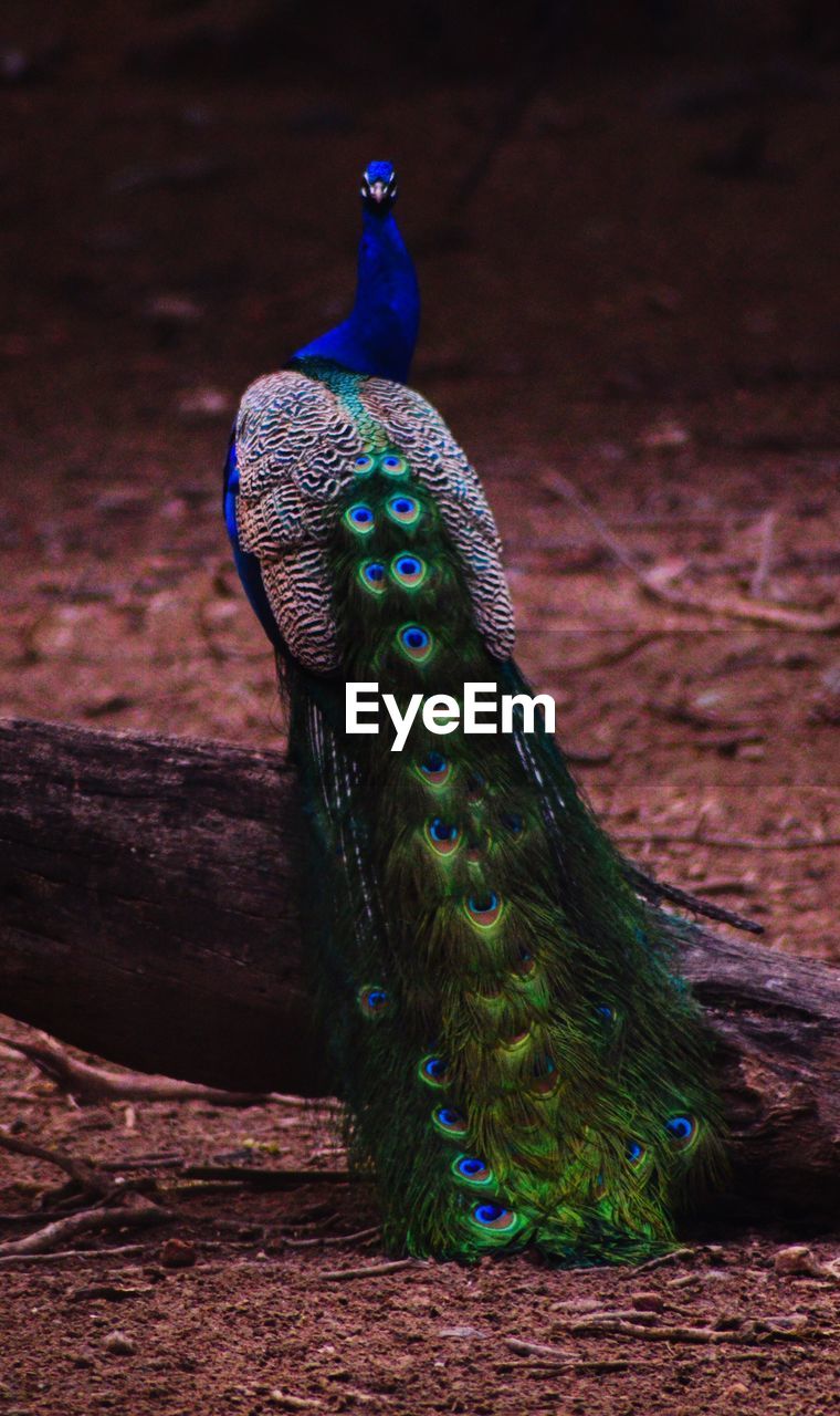CLOSE-UP OF A PEACOCK ON WOOD