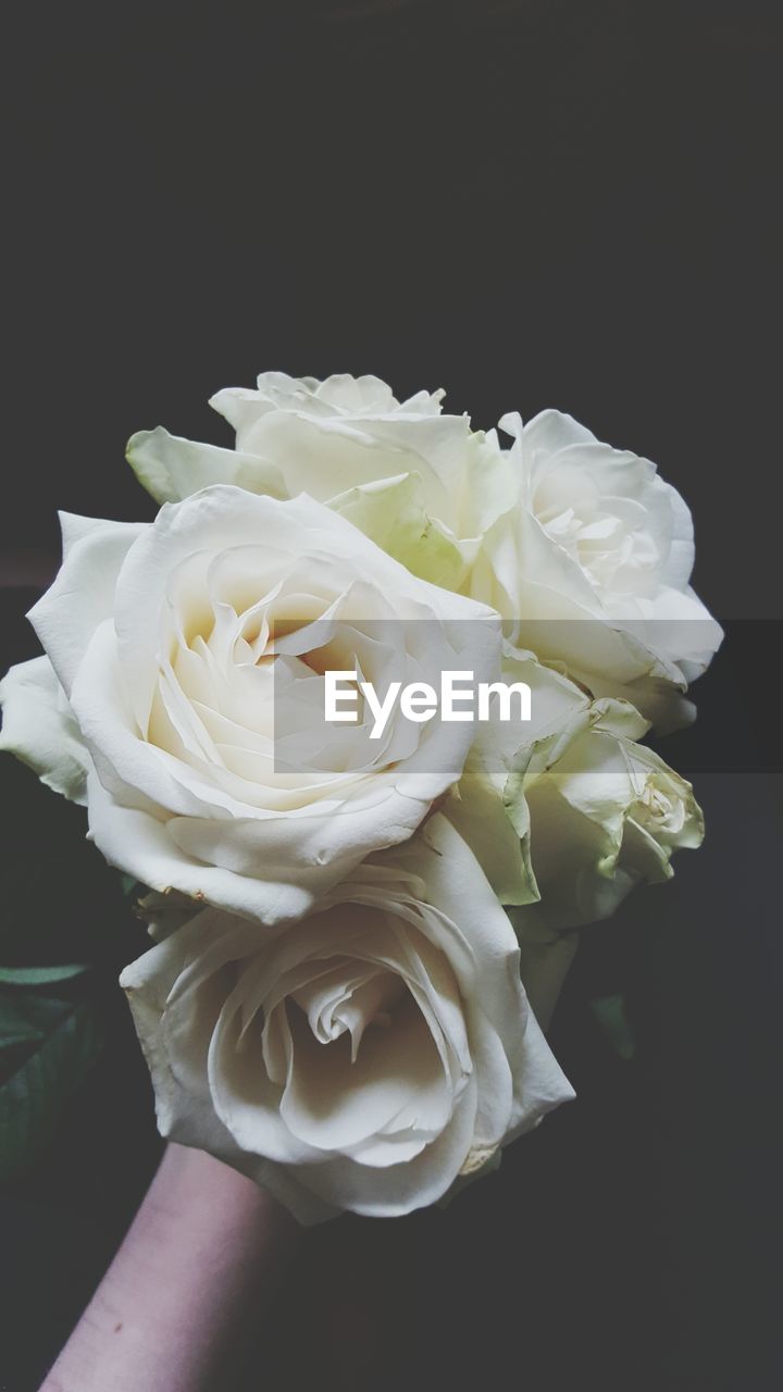 Close-up of hand holding bouquet of white roses